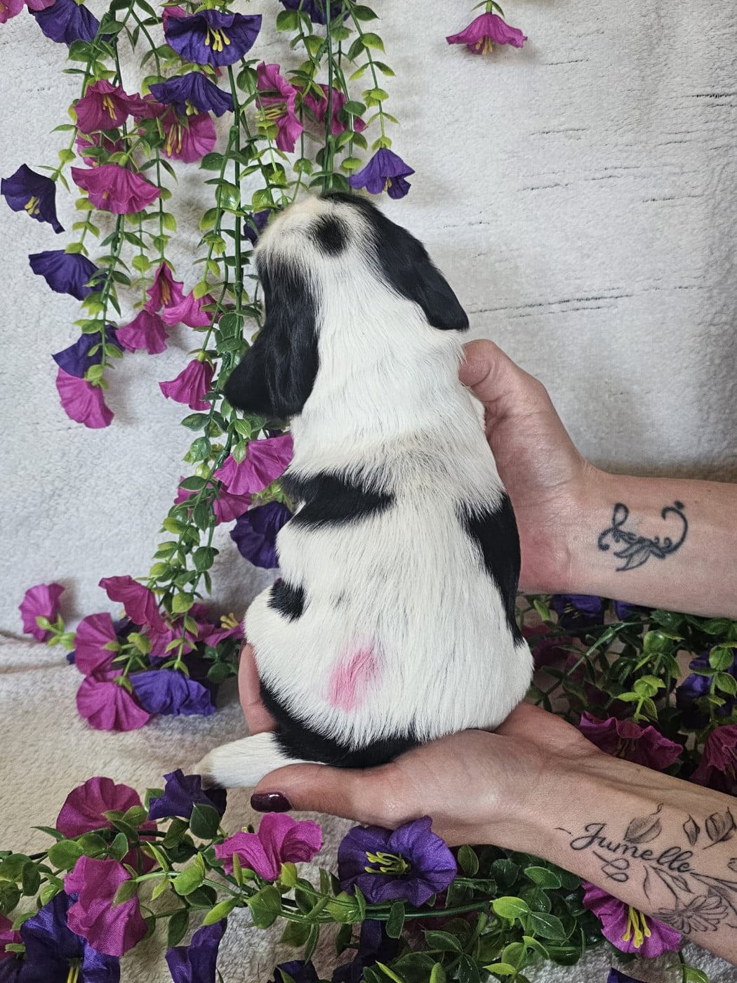 Chiot femelle tricolore noir collier rose