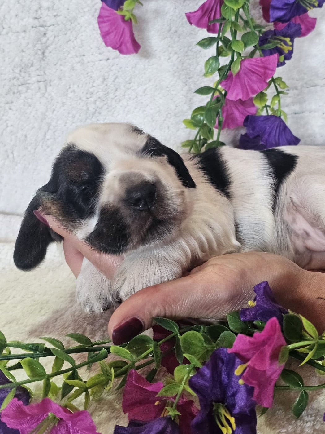 Chiot femelle tricolore noir collier rose