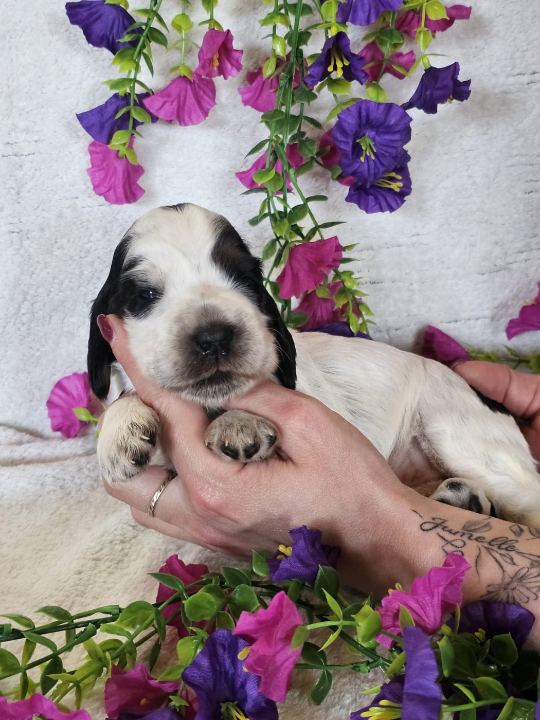 Chiot femelle tricolore noir collier violet