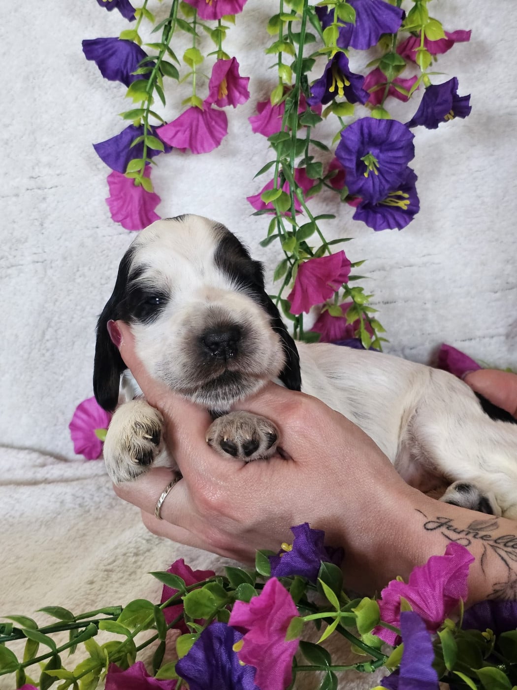 Chiot femelle tricolore noir collier violet