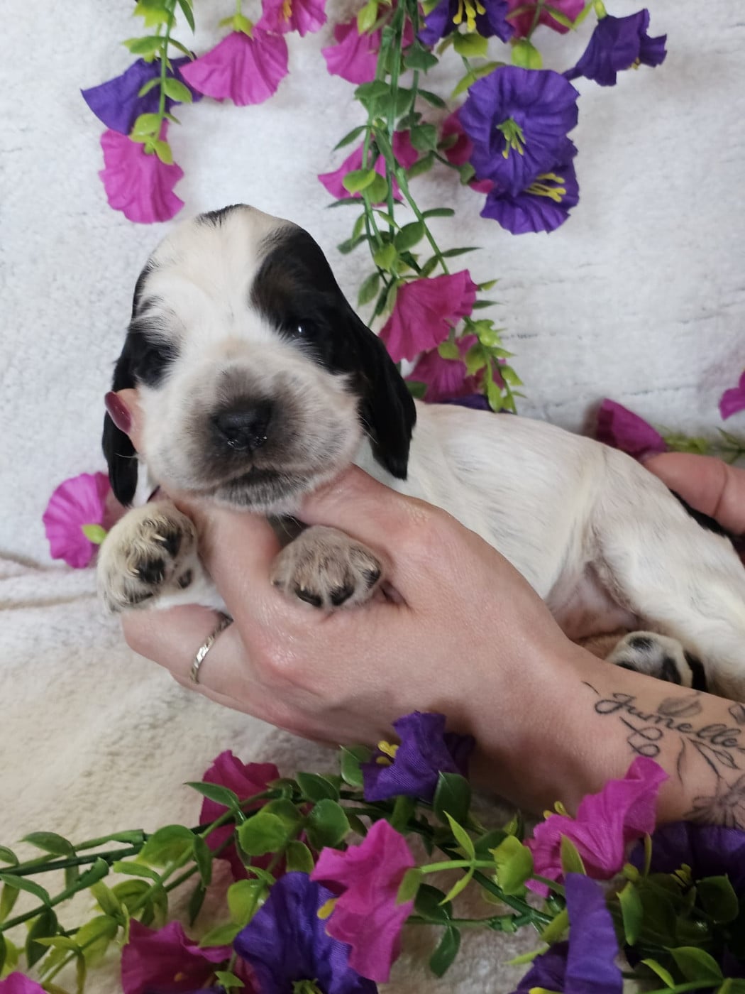 Chiot femelle tricolore noir collier violet