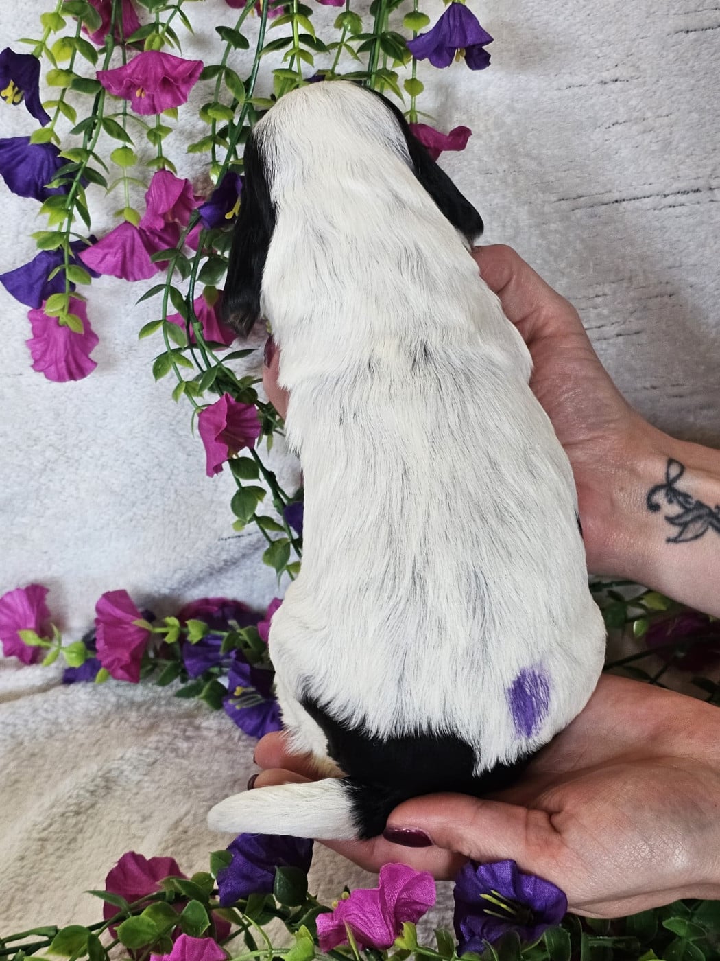 Chiot femelle tricolore noir collier violet