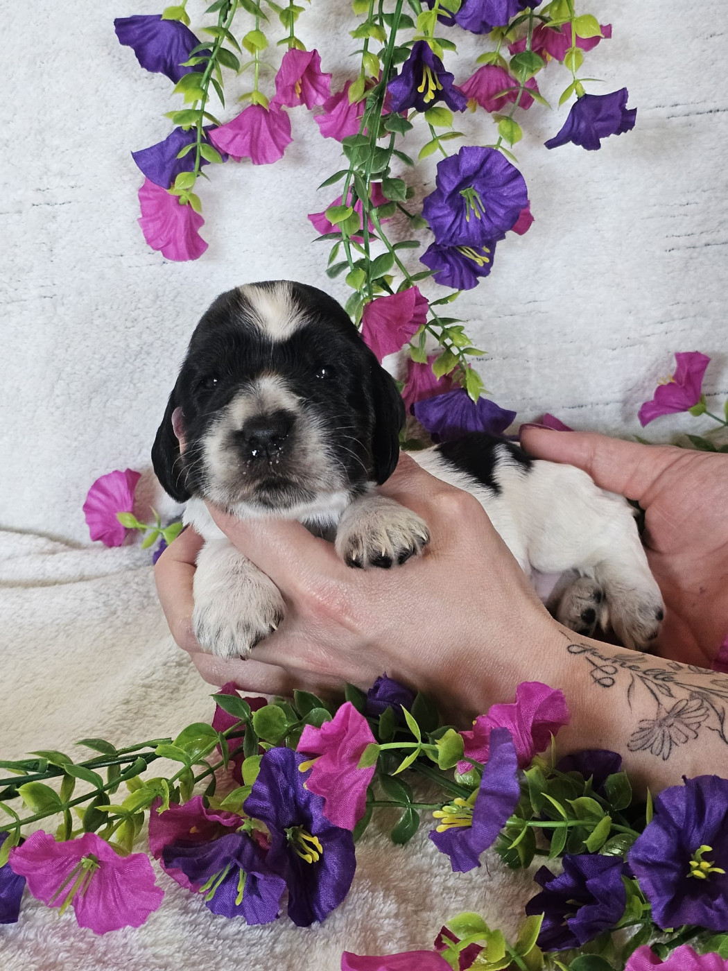 Chiot male tricolore noir