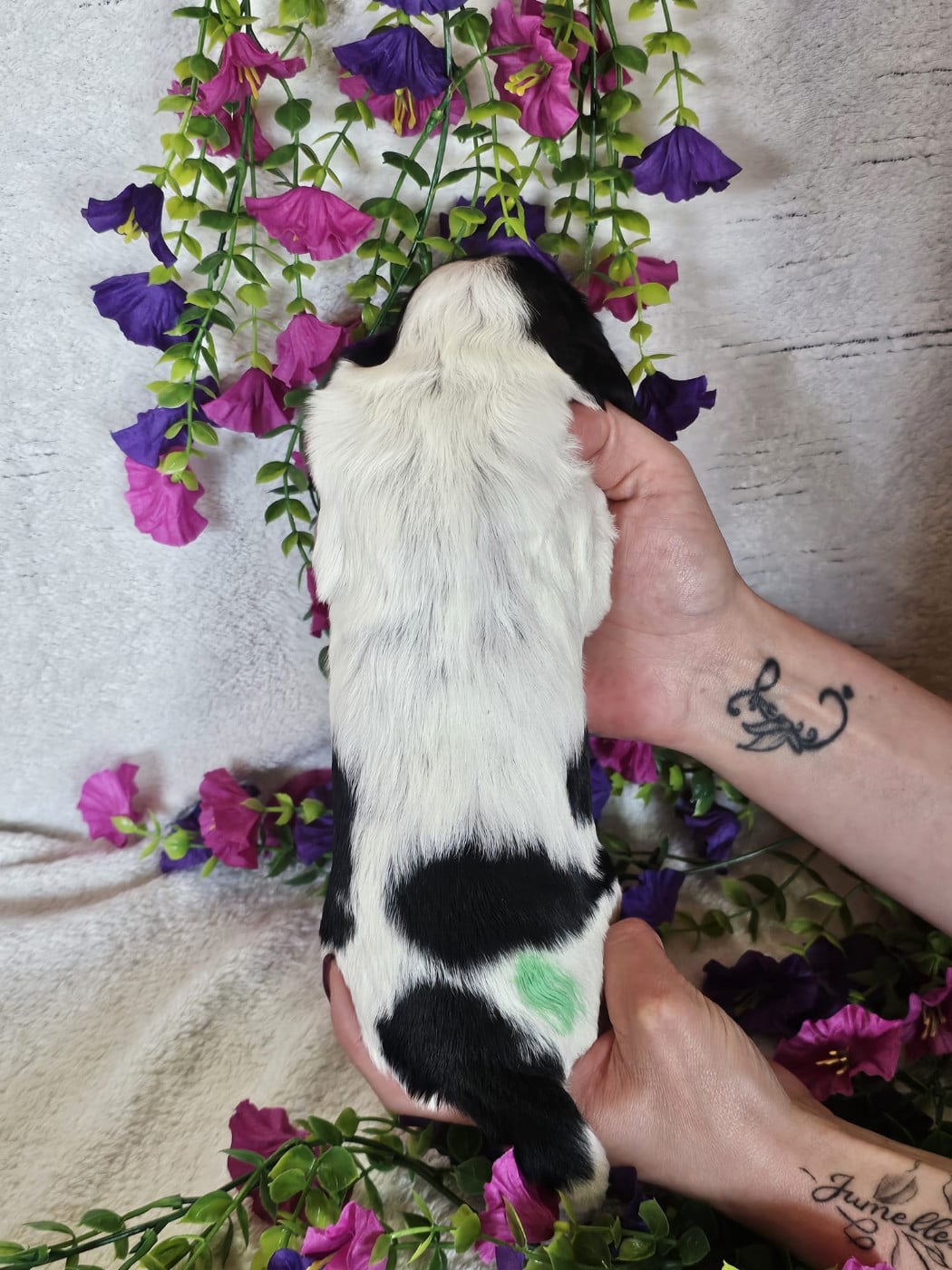 Chiot male tricolore noir