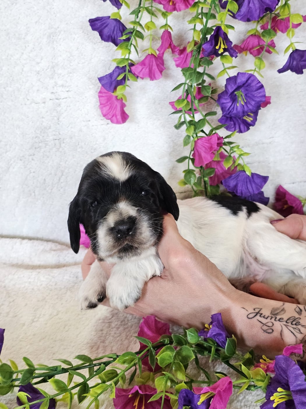 Chiot male tricolore noir