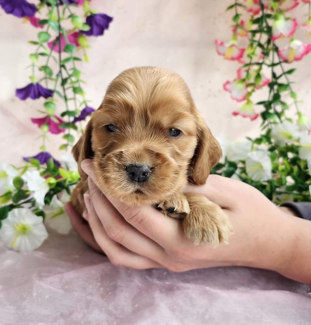male fauve collier jaune