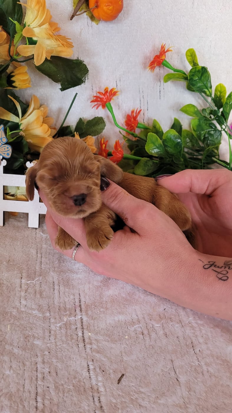 male fauve collier jaune