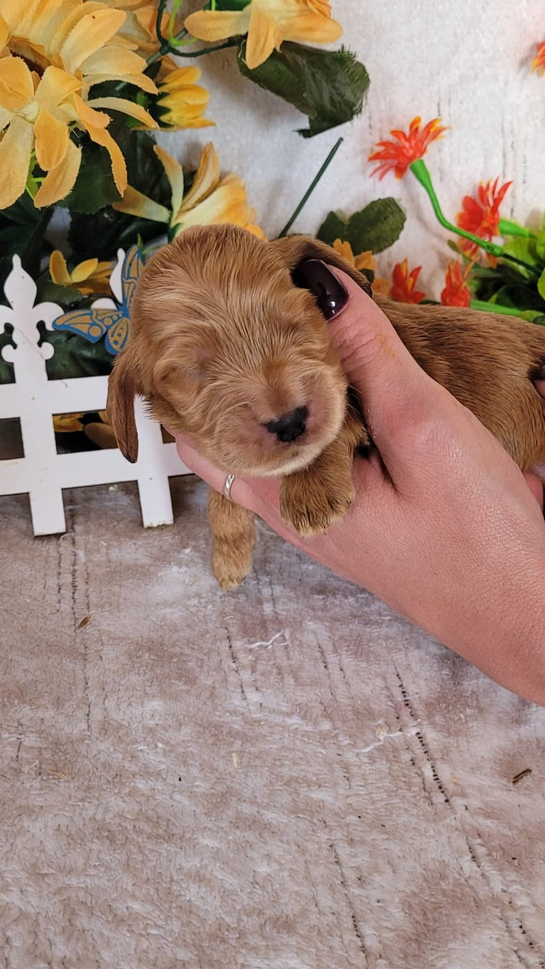 male fauve collier vert