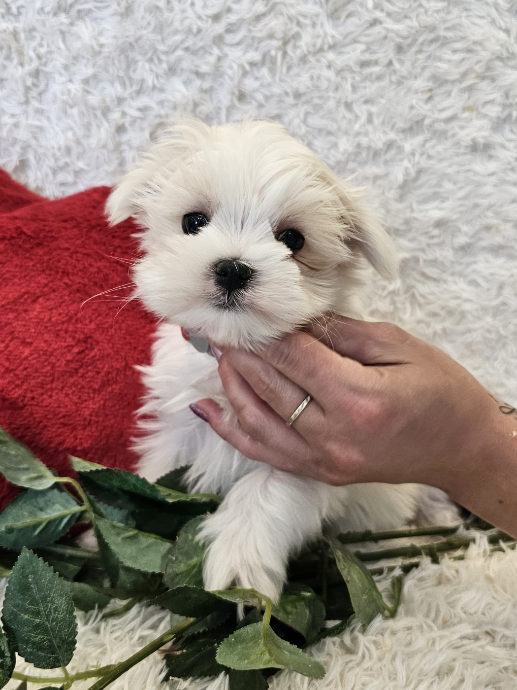 Chiot male collier rouge