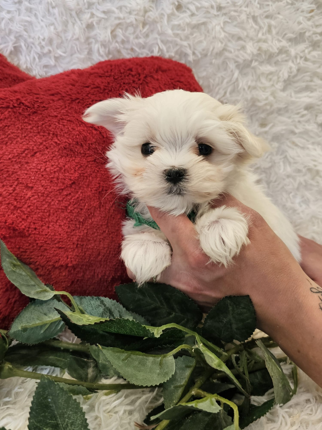 Chiot male collier vert