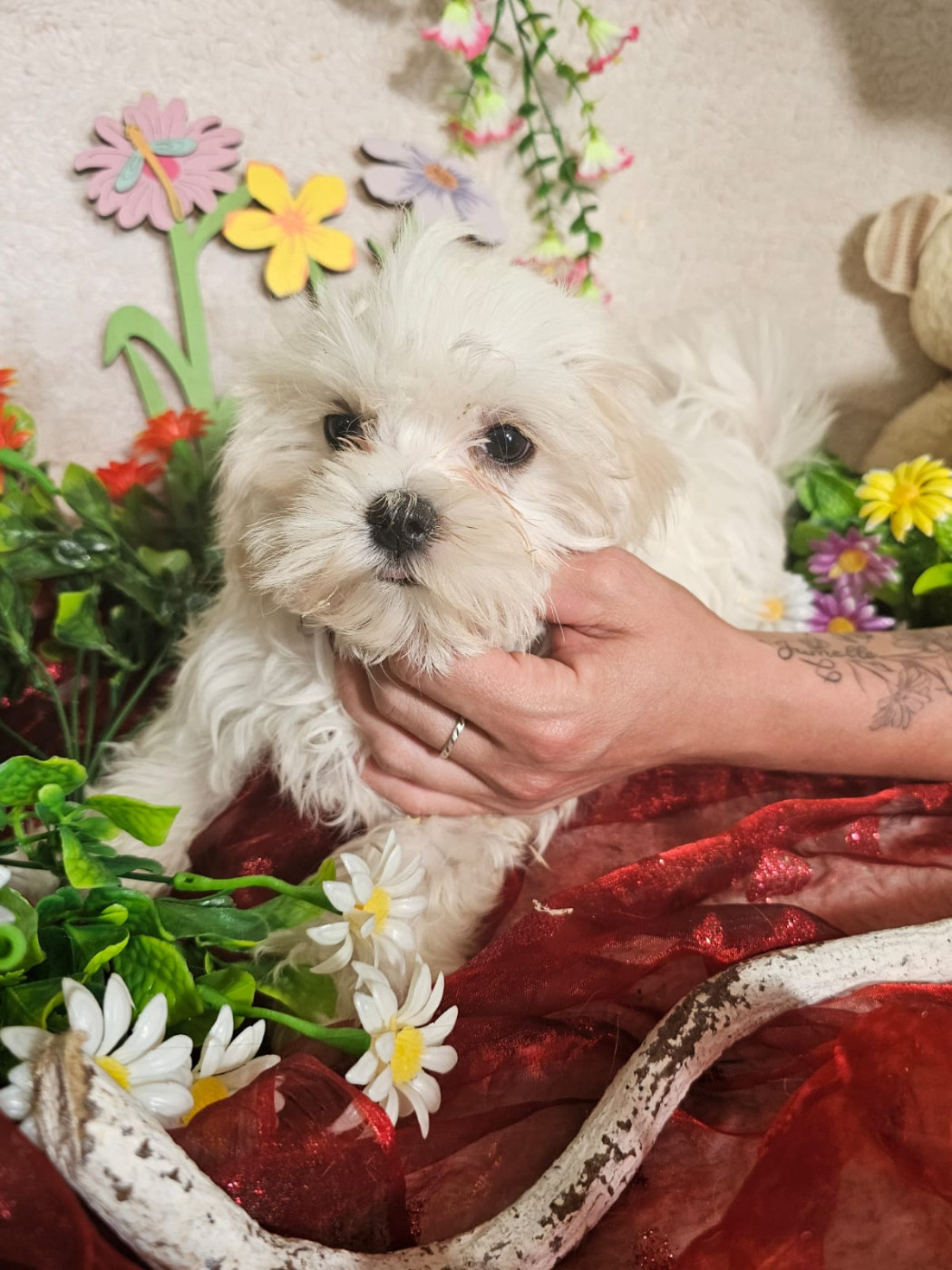 Chiot male collier rouge