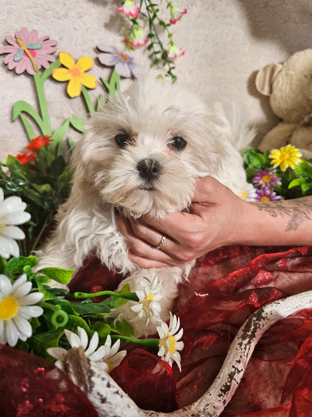 Chiot male collier rouge