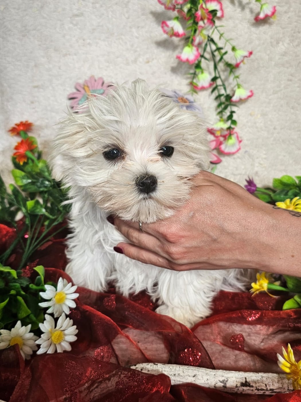 Chiot male collier vert