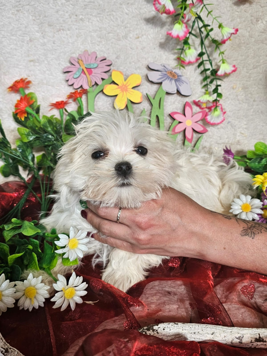 Chiot male collier vert