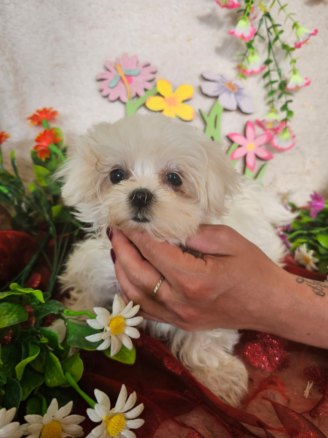 Chiot femelle collier rose