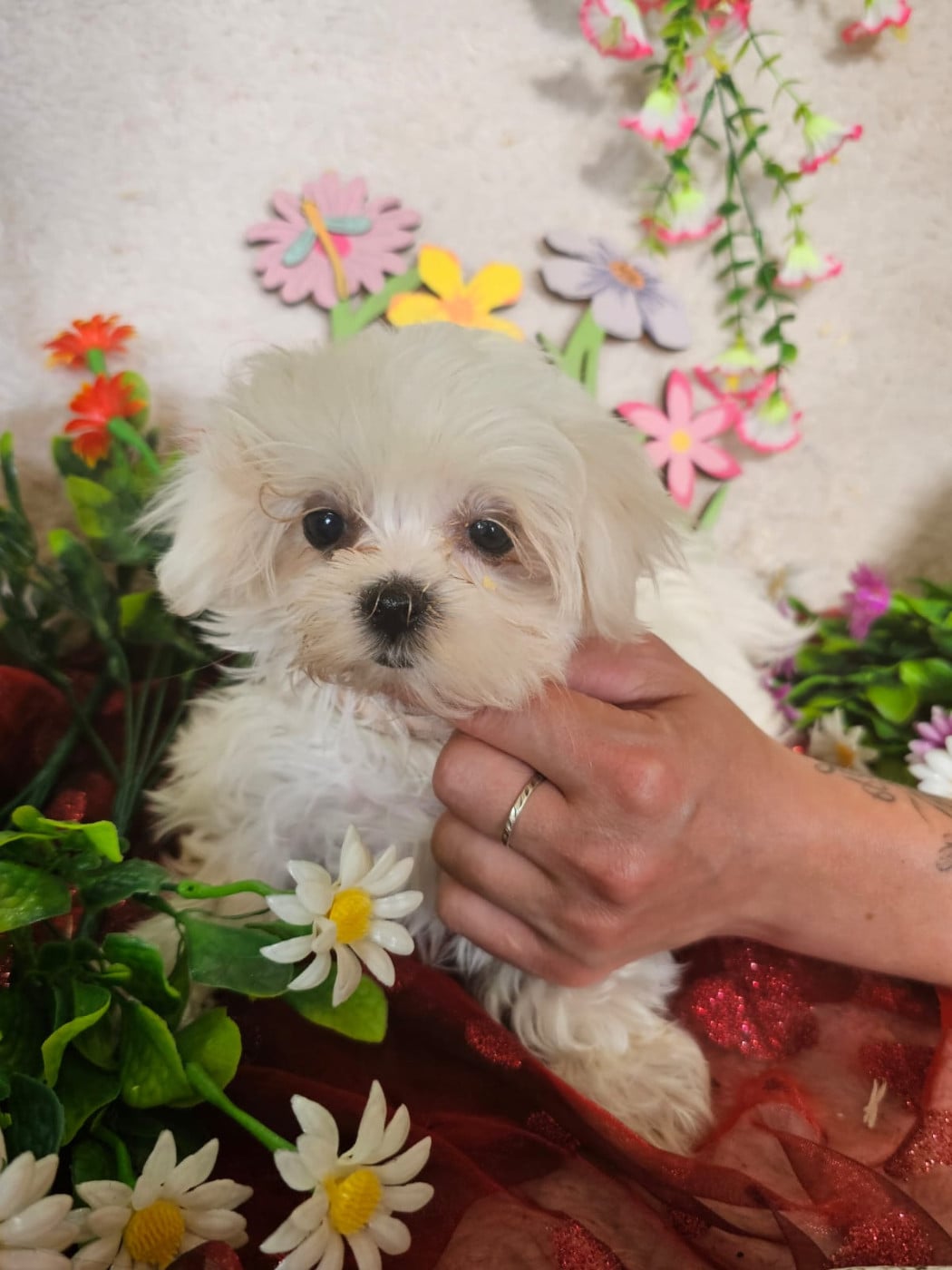 Chiot femelle collier rose