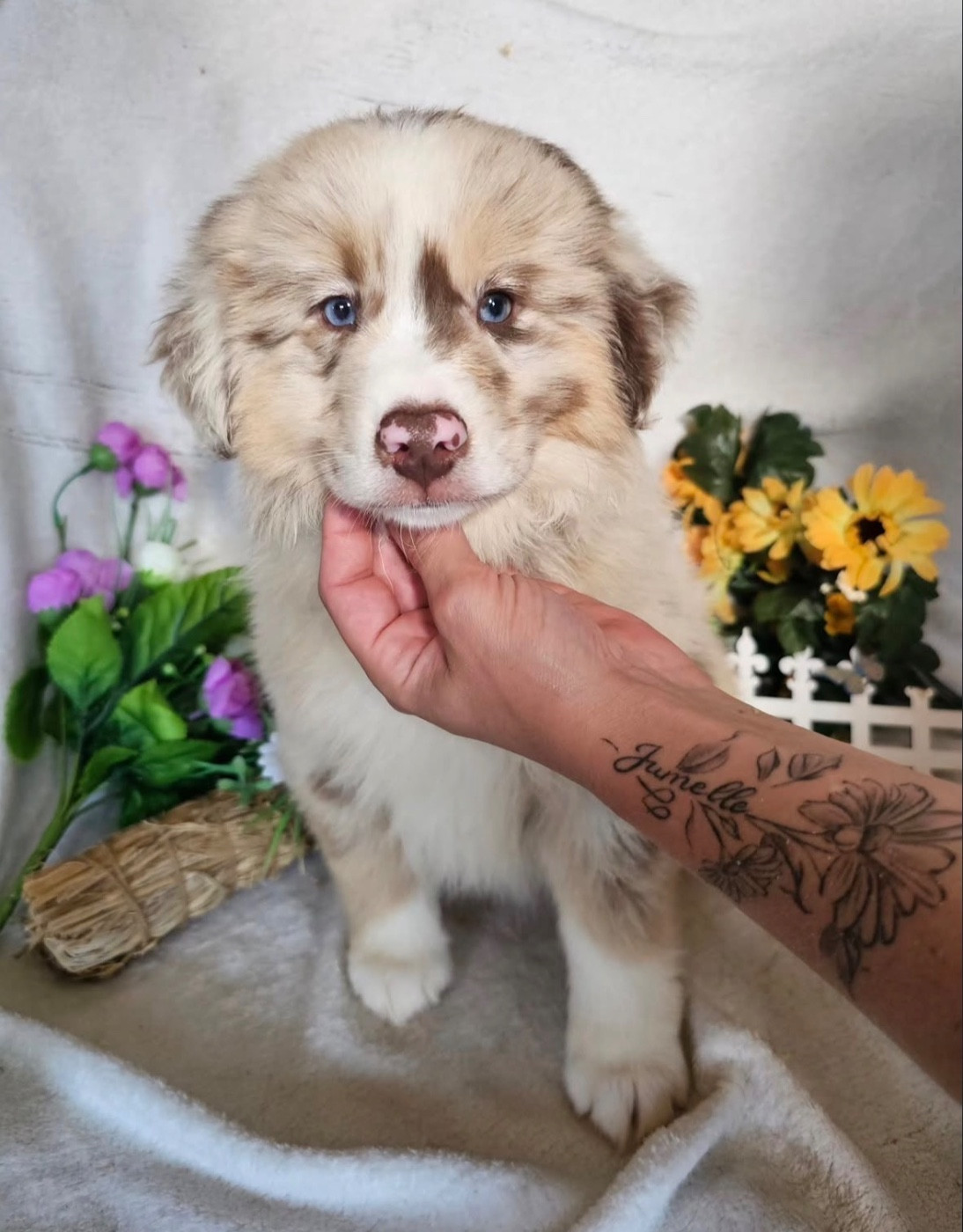 male rouge merle collier bleu