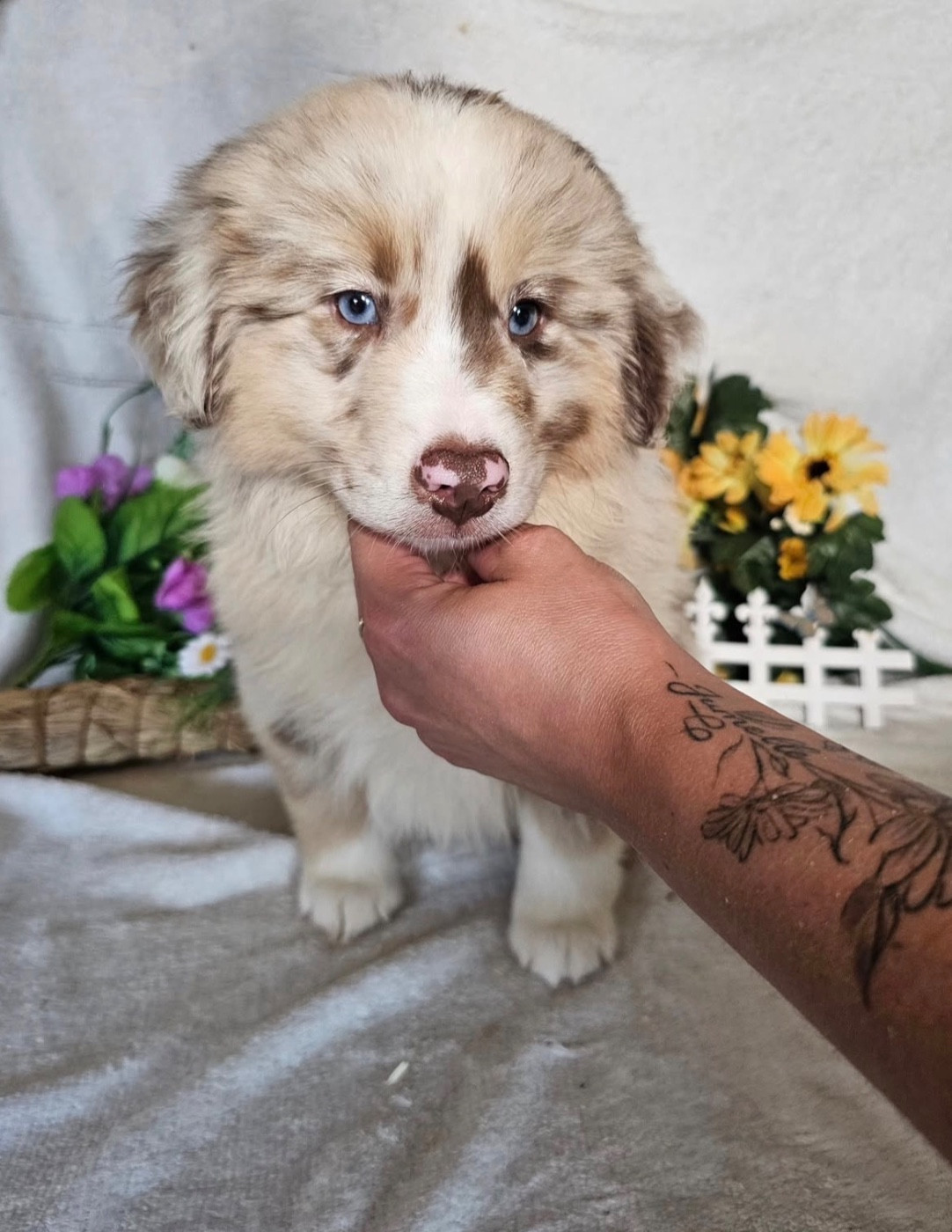 male rouge merle collier bleu