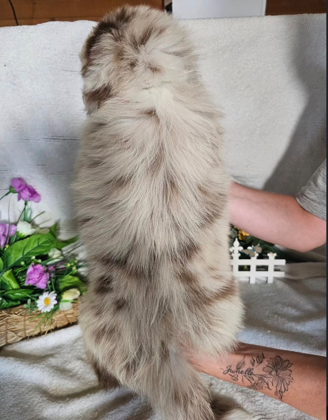 male rouge merle collier bleu