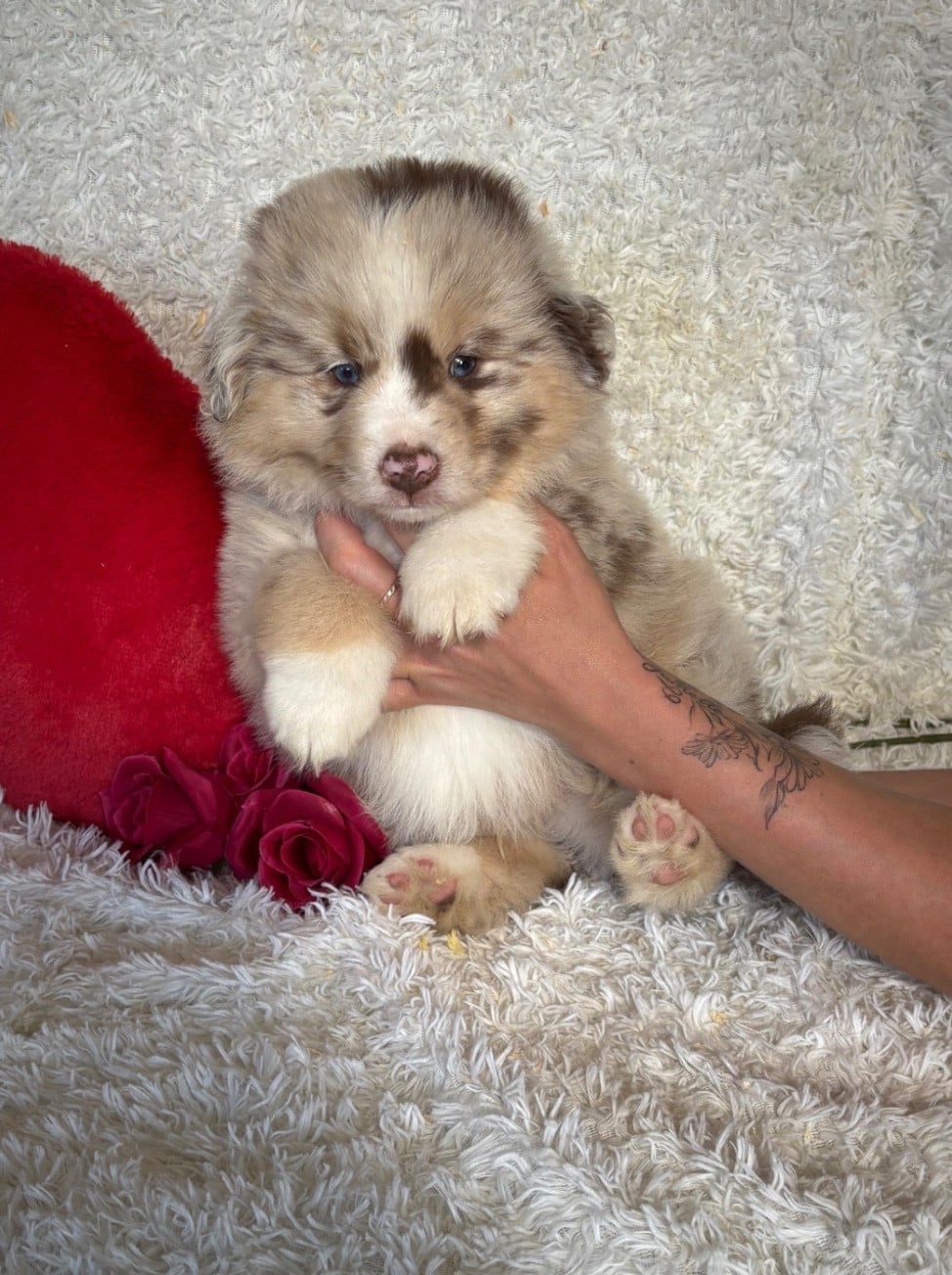 male rouge merle collier bleu