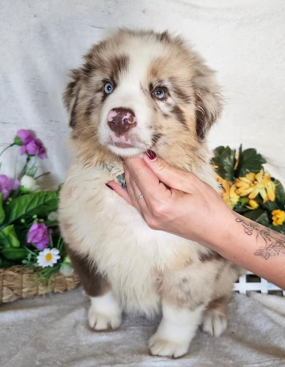 male rouge merle collier vert