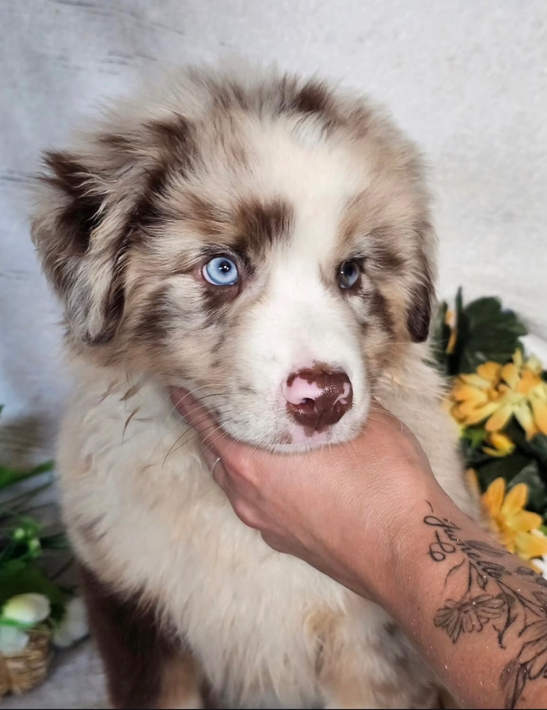 male rouge merle collier vert
