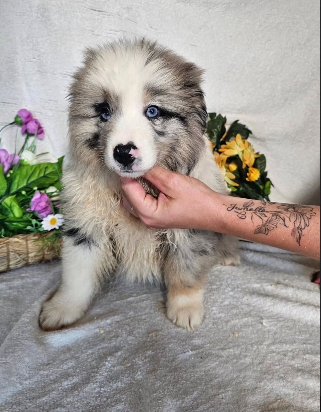 femelle bleu merle