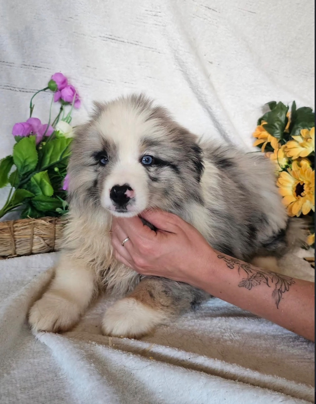 femelle bleu merle