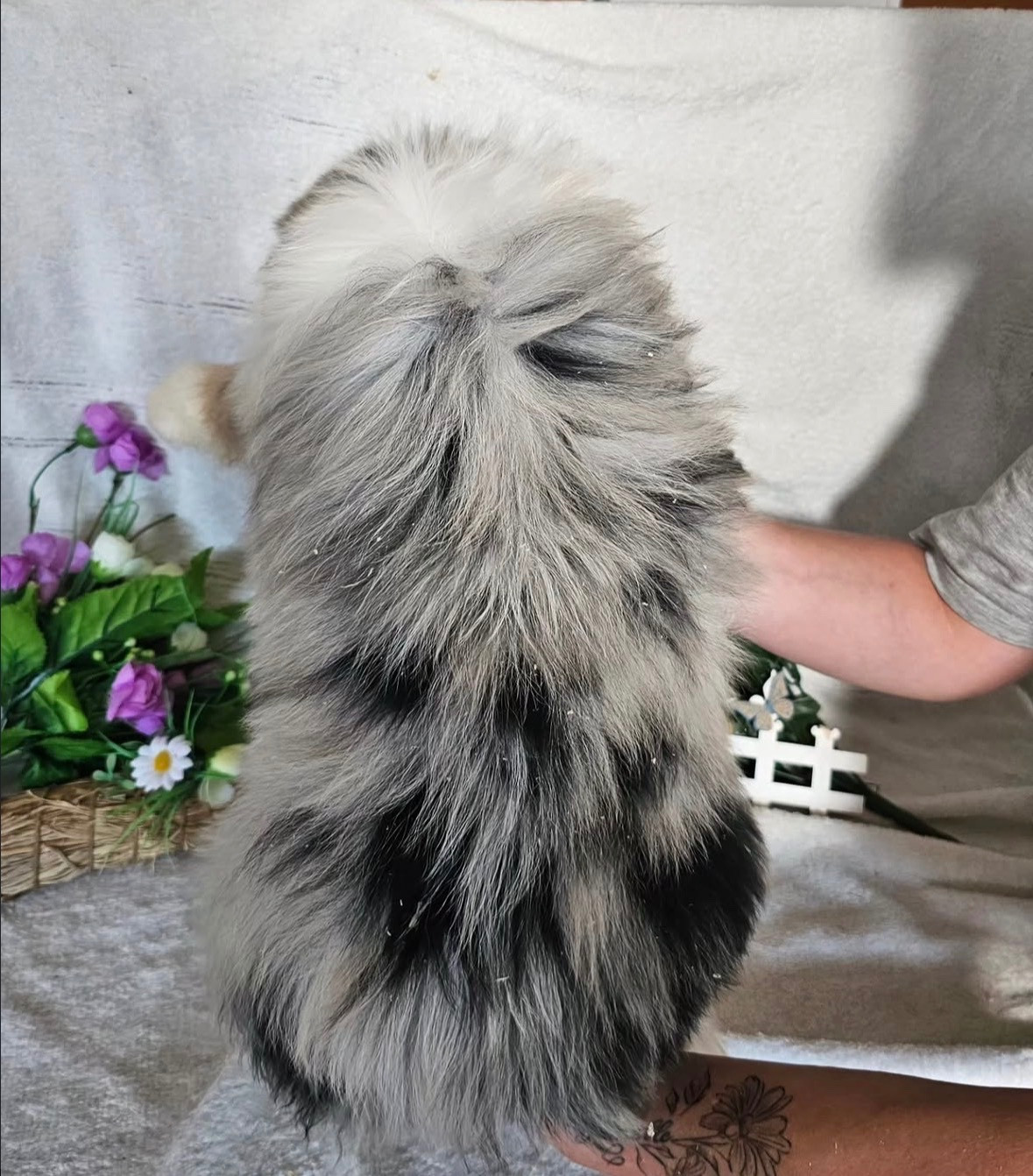 femelle bleu merle