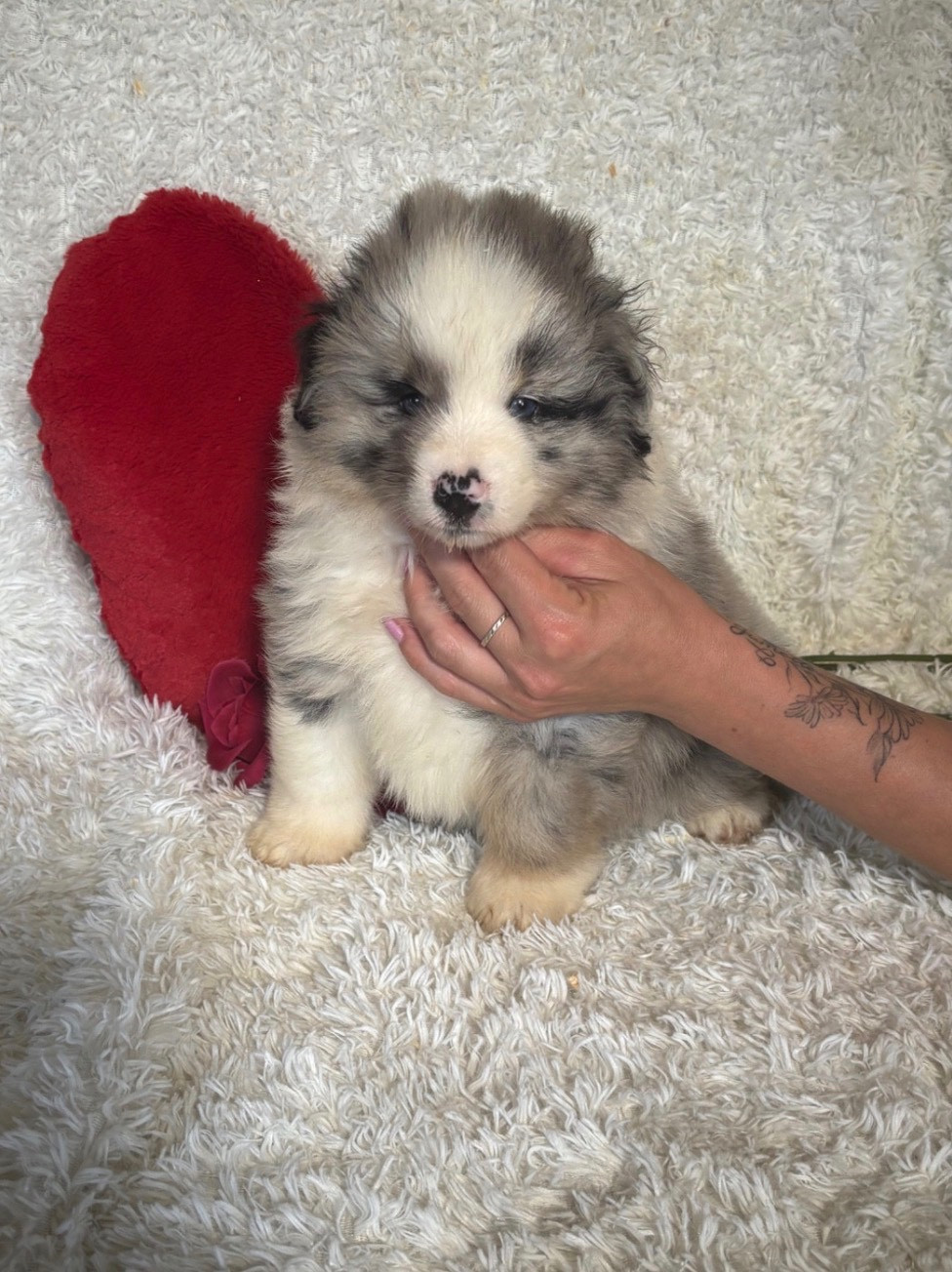 femelle bleu merle