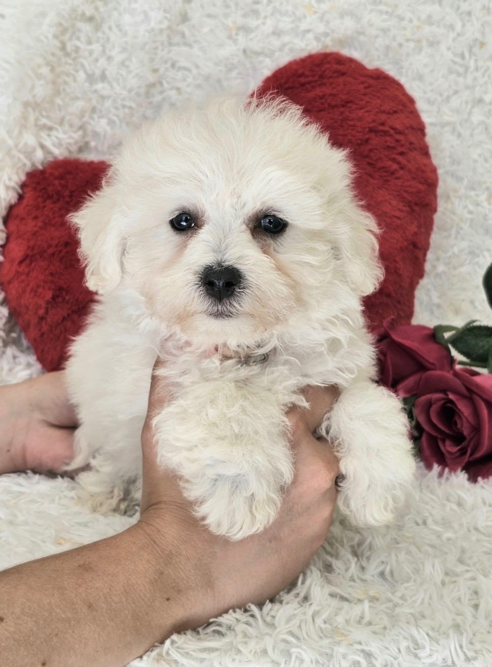 Bella, femelle collier rose