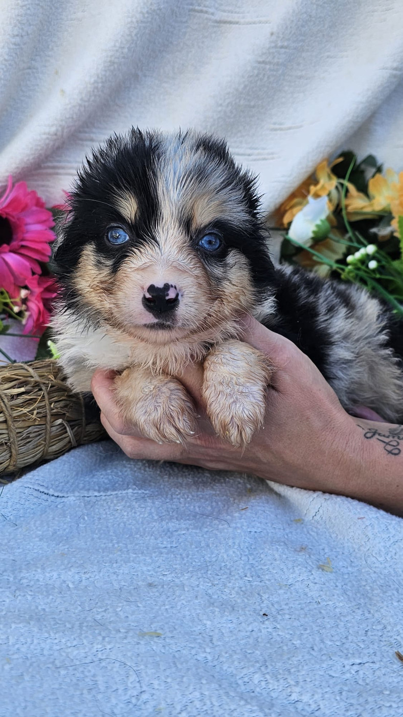Mâle bleu merle collier marron