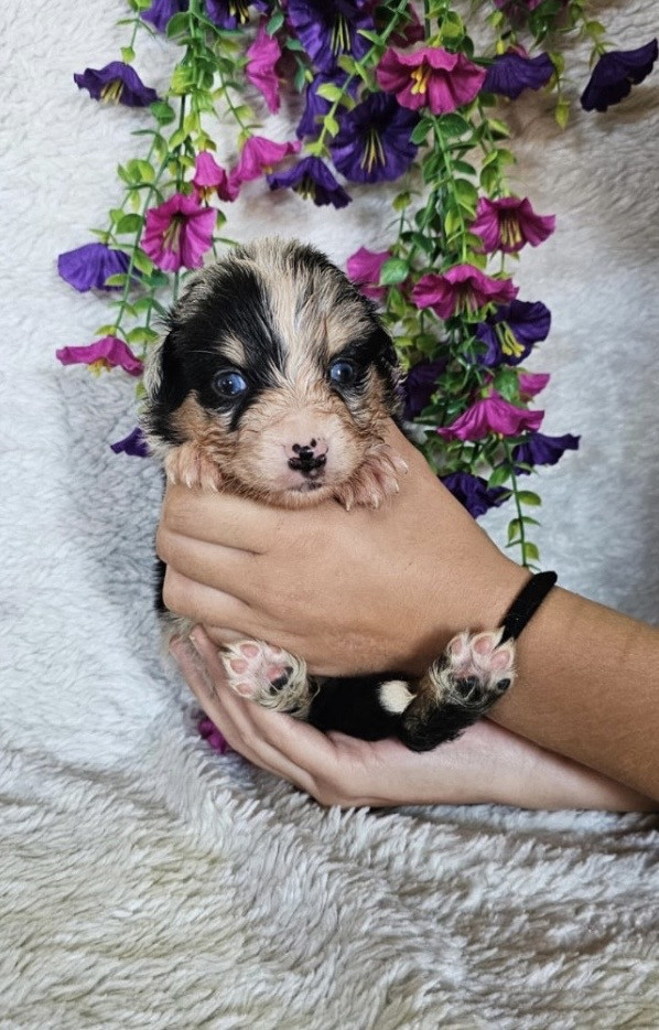 Mâle bleu merle collier marron