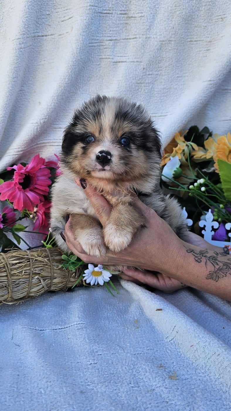 Femelle bleu merle collier rose