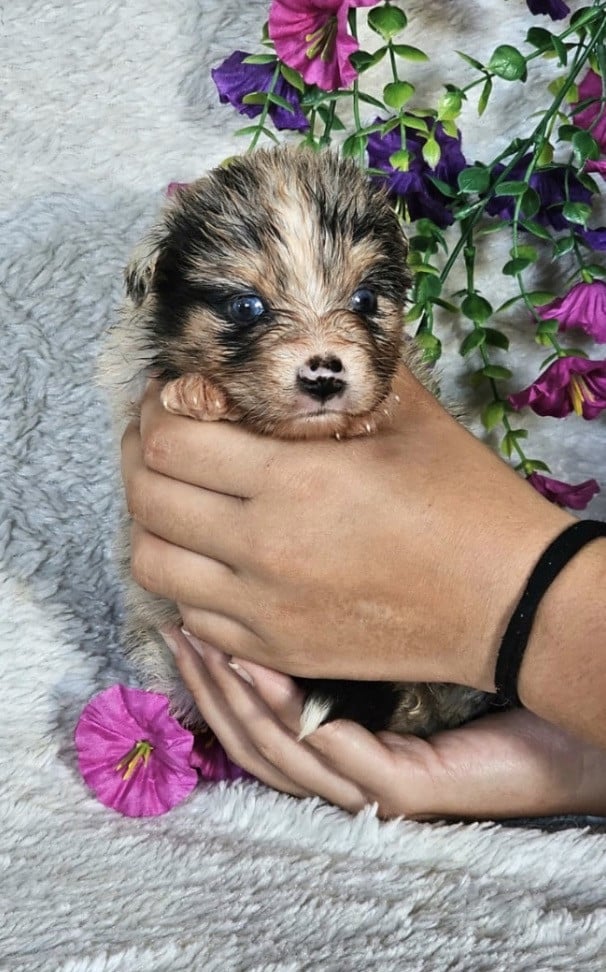 Femelle bleu merle collier rose
