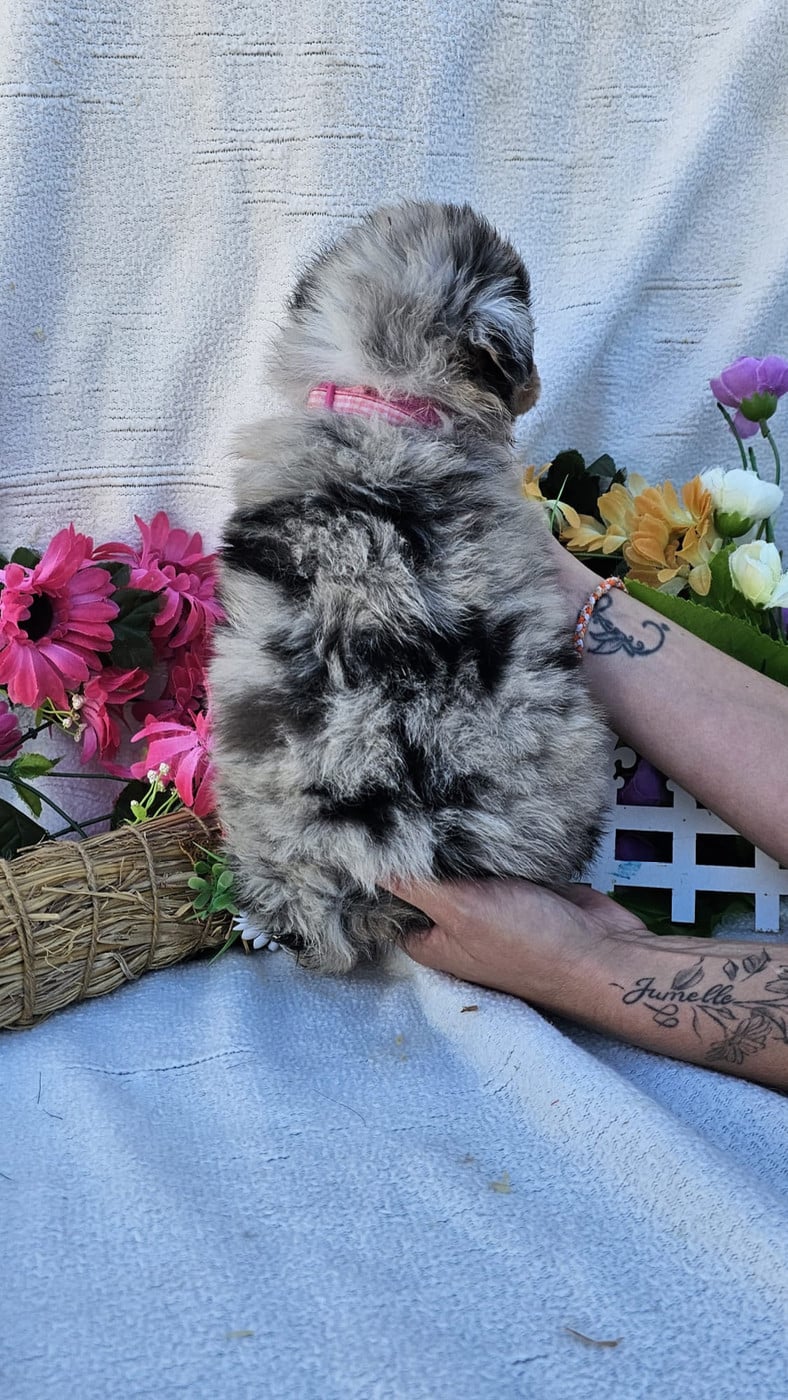 Femelle bleu merle collier rose
