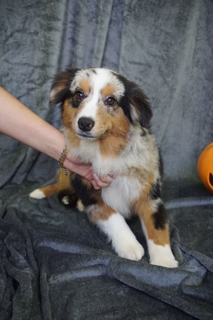 CHIOT male bleu merle collier bleu