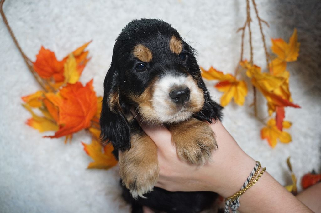 CHIOT femelle noir et feu collier jaune