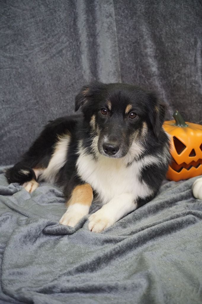 CHIOT male noir tricolore collier bleu