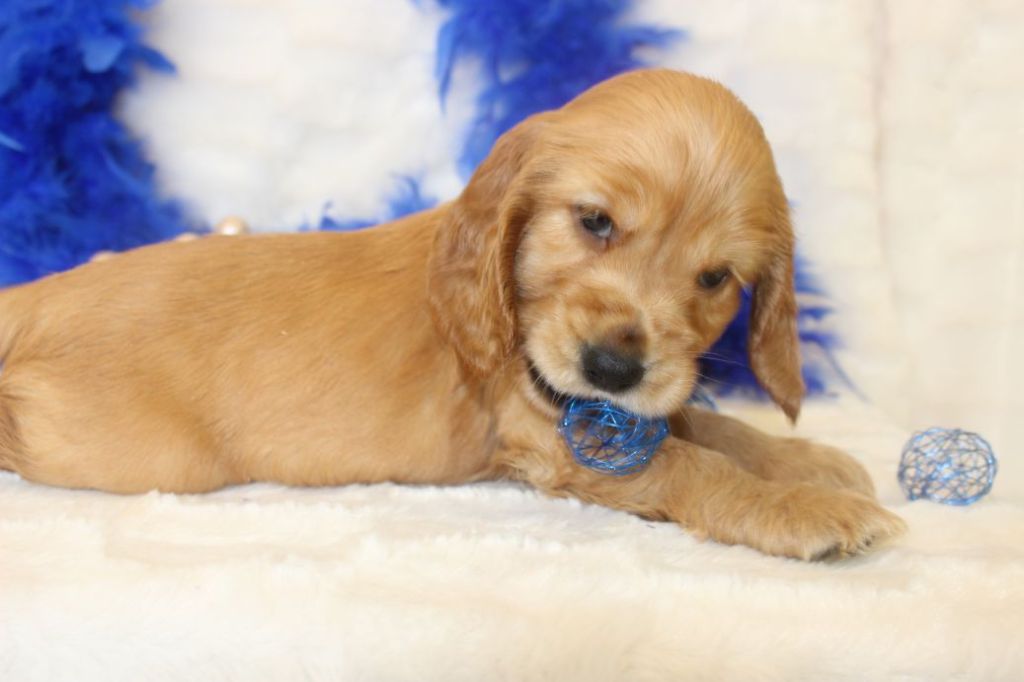CHIOT femelle cocker fauve collier jaune