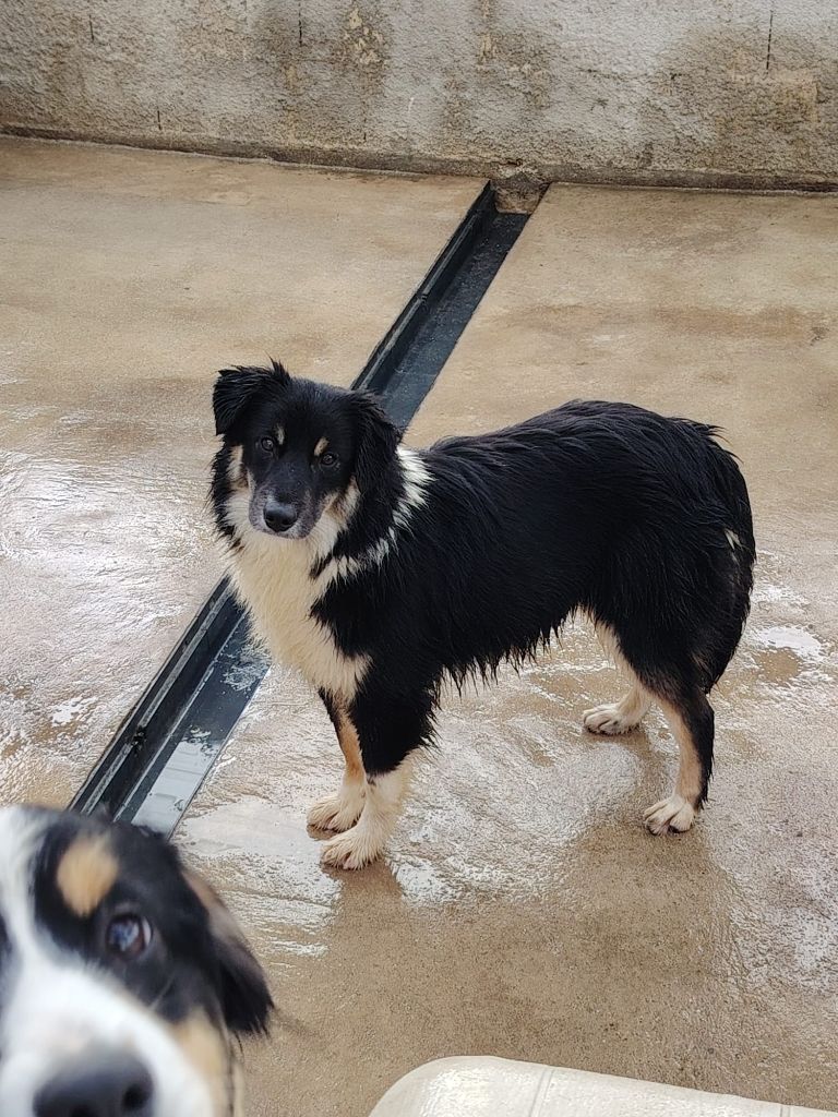 CHIOT male noir tricolore collier bleu