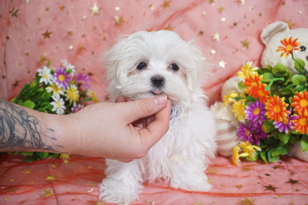 CHIOT male collier bleu