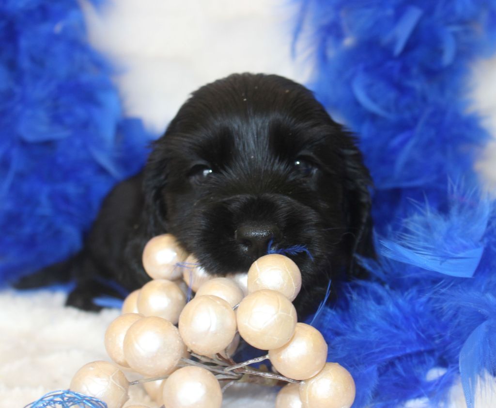 CHIOT male cocker noir