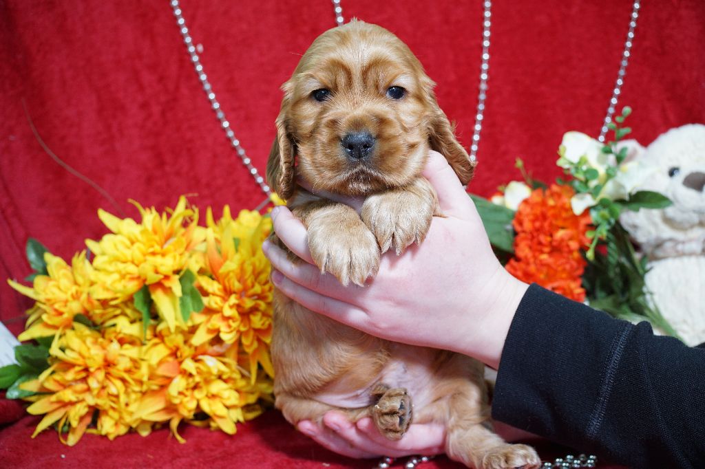 CHIOT male fauve collier vert
