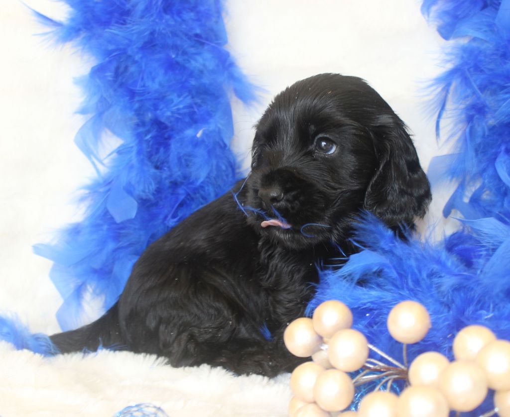 CHIOT male cocker noir