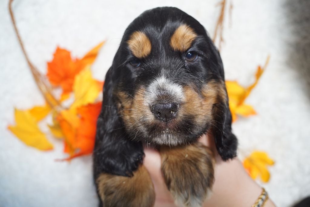 CHIOT femelle noir et feu collier vert