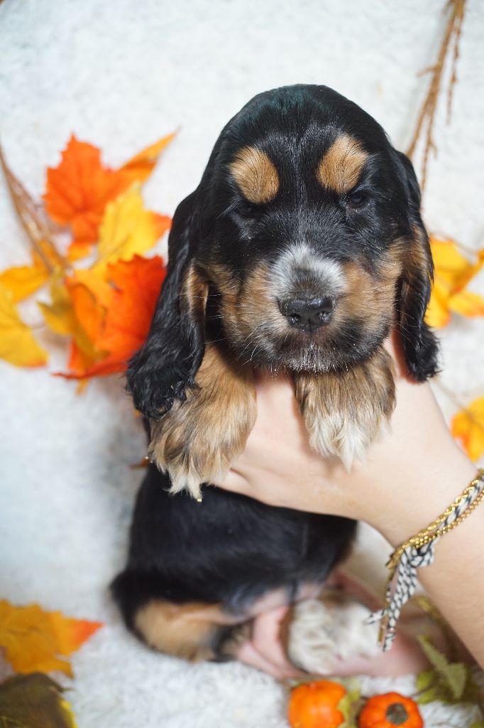 CHIOT femelle noir et feu collier vert