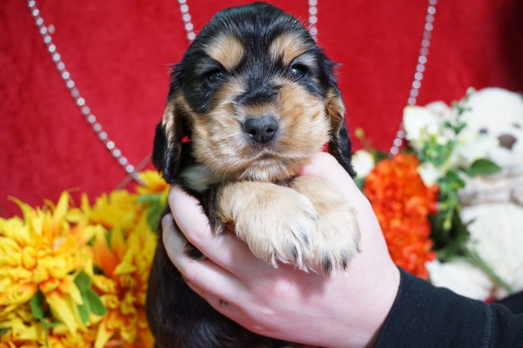 CHIOT male zibeline collier marron