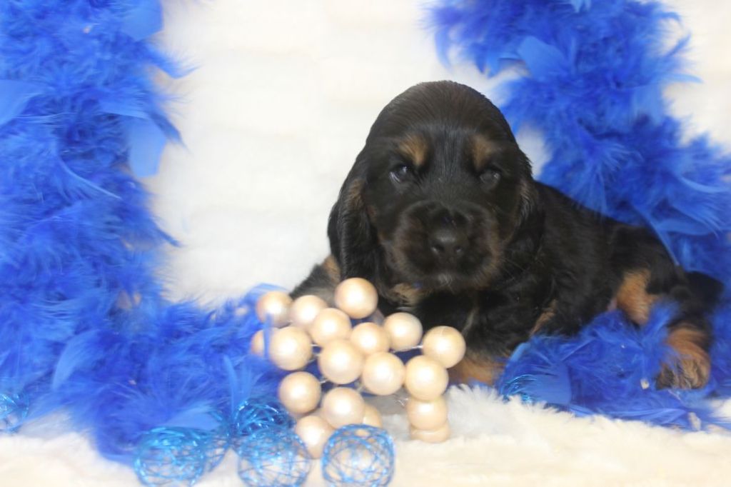 CHIOT male cocker noir fet feu collier bleu