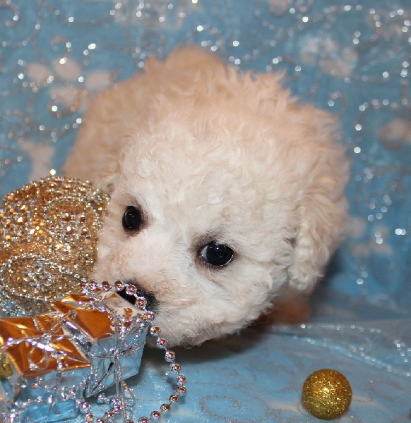 CHIOT male bichon sans collier